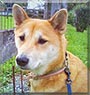 Sake the Shiba Inu