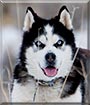 Orca the Siberian Husky