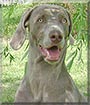 Roxy the Weimaraner