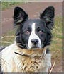 Bex the Border Collie, Spaniel