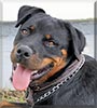 Dengo the Rottweiler