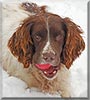 Jasper the English Springer Spaniel