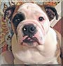 Biscuit the English Bulldog