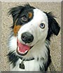 Duncan the Australian Shepherd