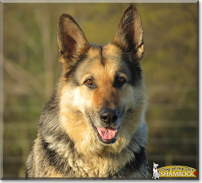 Shamrock, the Dog of the Day