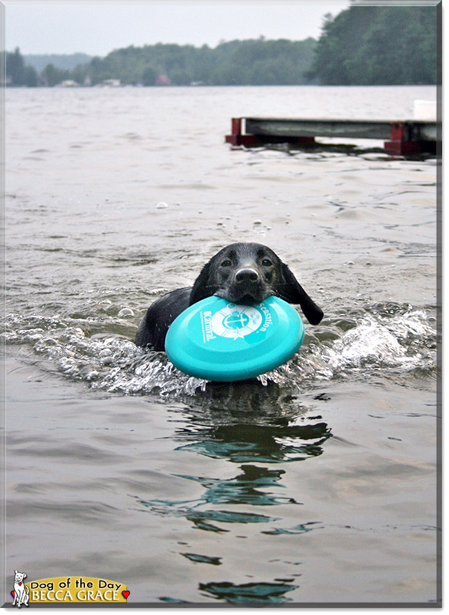 Becca Grace, the Dog of the Day