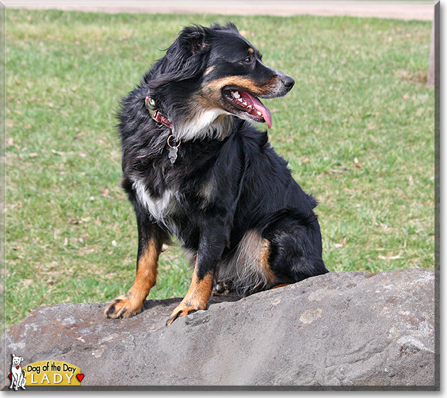 Lady, the Dog of the Day