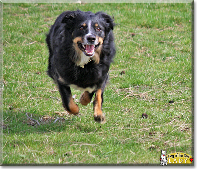 Lady, the Dog of the Day