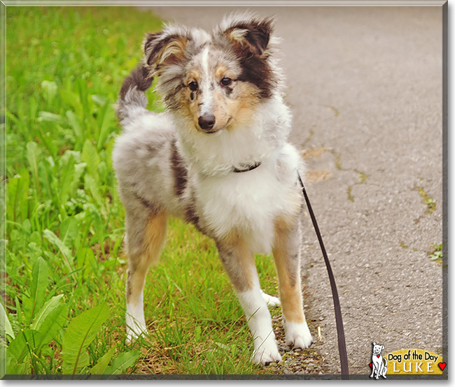 Luke, the Dog of the Day