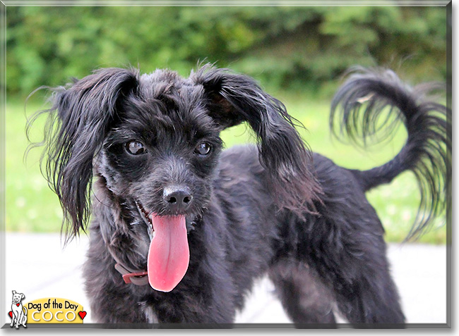 papillon cross poodle