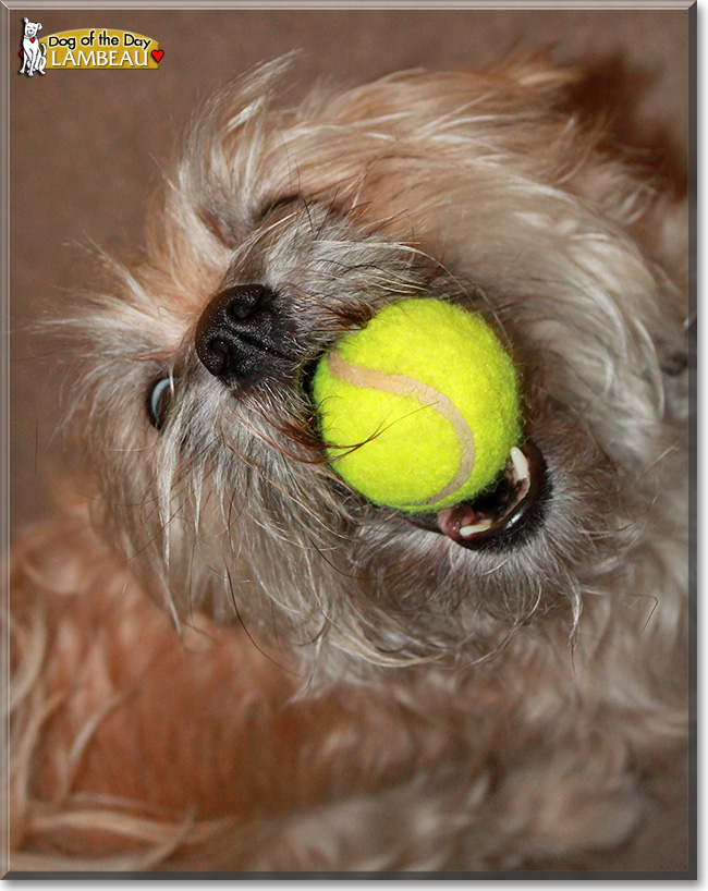 Lambeau, the Dog of the Day