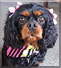 Roxy the King Charles Cavalier Spaniel