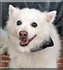 Cocoa the American Eskimo