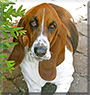 Lulu the Basset Hound