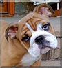 Stella the English Bulldog