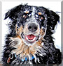 Ulysses the Australian Shepherd