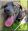 Gilmour the Weimaraner