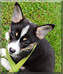 Faux the Pembroke Welsh Corgi