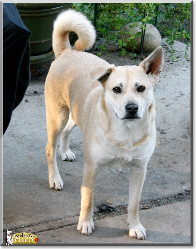 Chico, the Dog of the Day