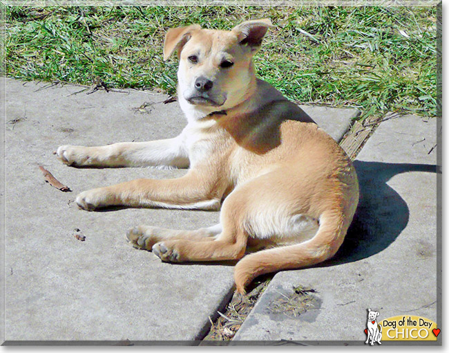 Chico, the Dog of the Day