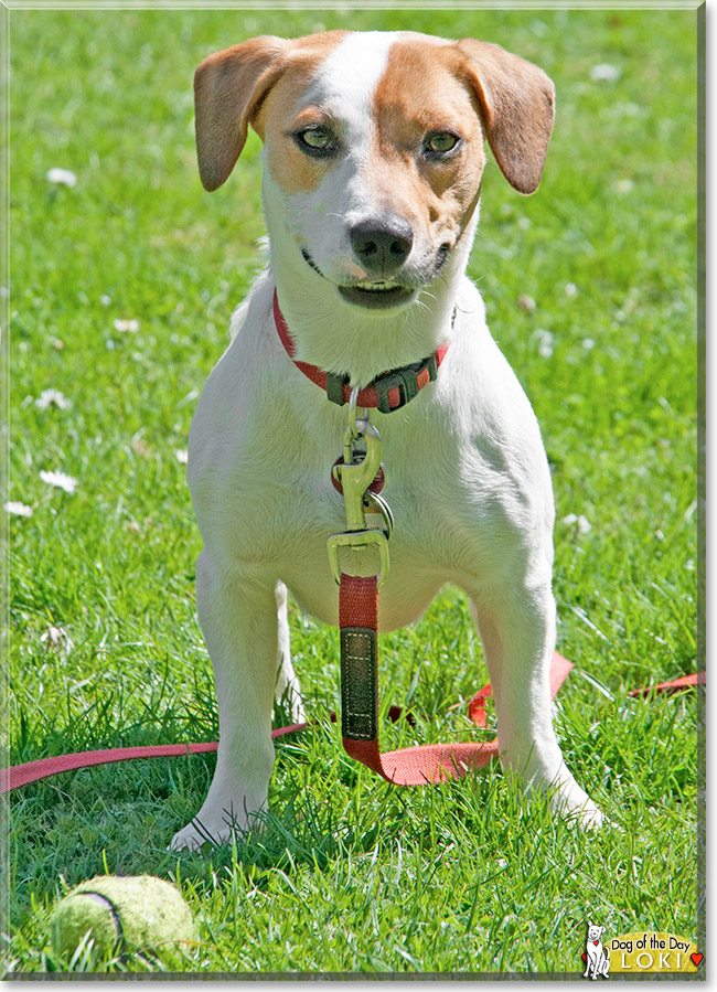 Loki, the Dog of the Day