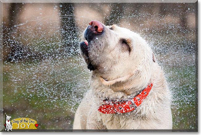 Joy, the Dog of the Day