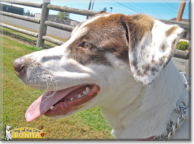 Bonita, the Dog of the Day