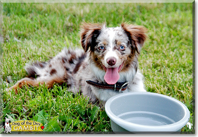 Gambit, the Dog of the Day