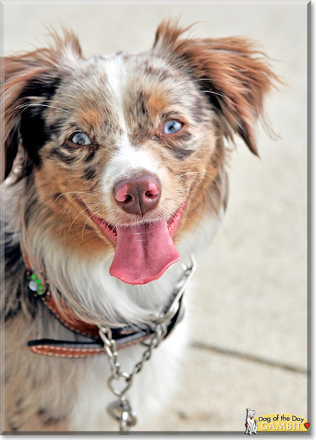 Gambit, the Dog of the Day