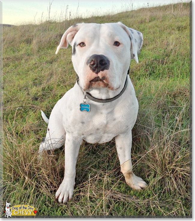 Chevy, the Dog of the Day