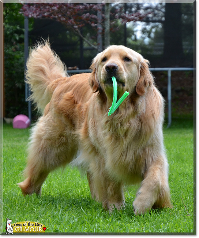 Gilmour, the Dog of the Day