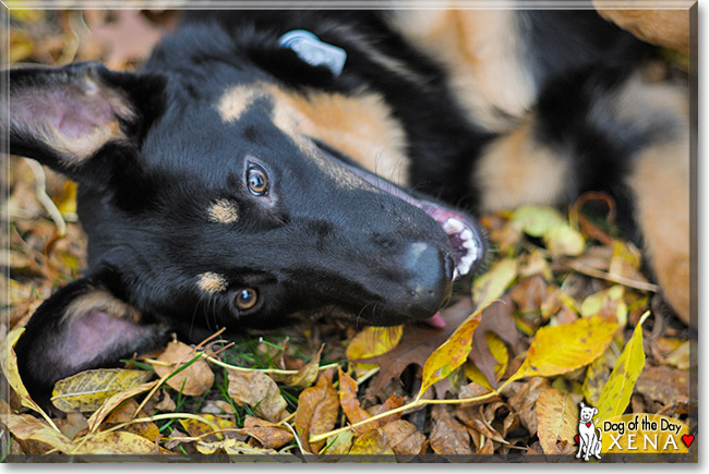 Xena, the Dog of the Day