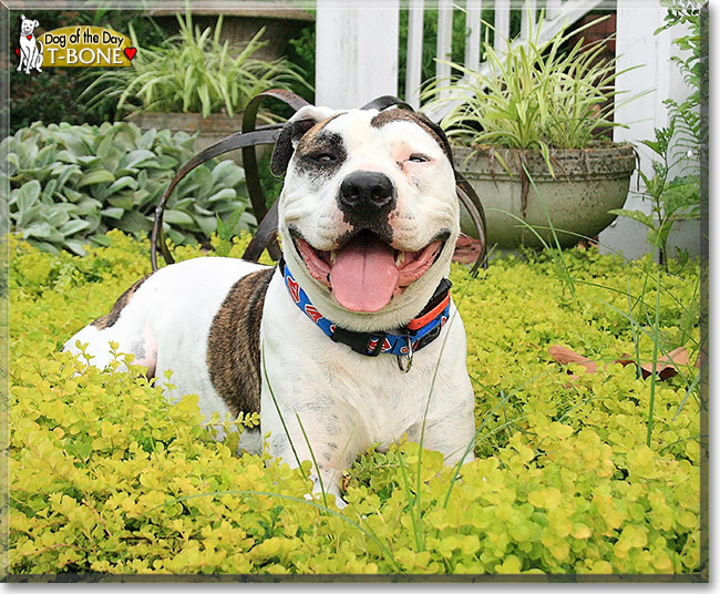 T-Bone, the Dog of the Day