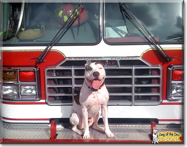 T-Bone, the Dog of the Day