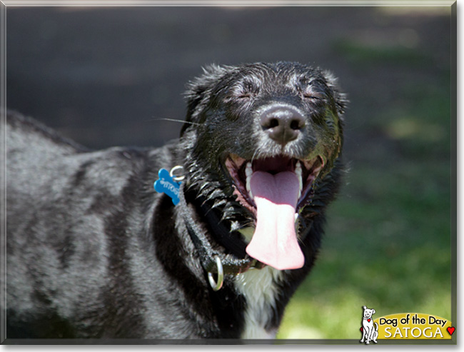 Satoga, the Dog of the Day