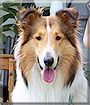 Rio the Rough Collie