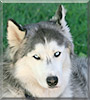 Siouxie the Siberian Husky