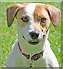 Loki the Jack Russell, Fox Terrier