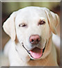 Joy the Labrador Retriever