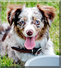 Gambit the Miniature Australian Shepard