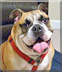 Barkley the English Bulldog