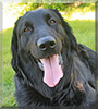 Linnea the Flat Coated Retriever