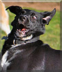 Satoga the Border Collie, Labrador mix