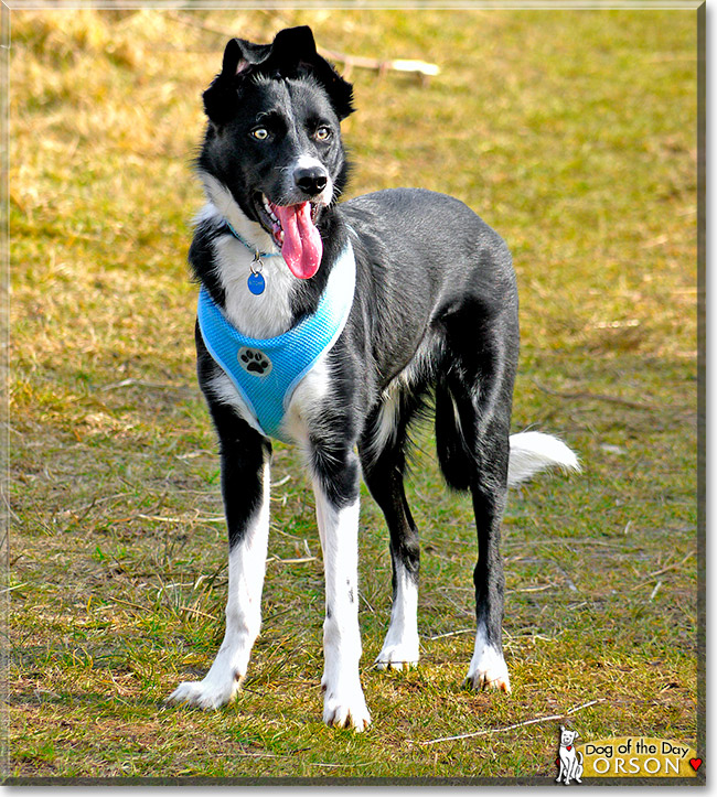 Orson, the Dog of the Day