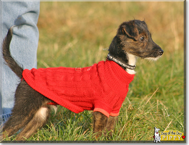 Pippy, the Dog of the Day