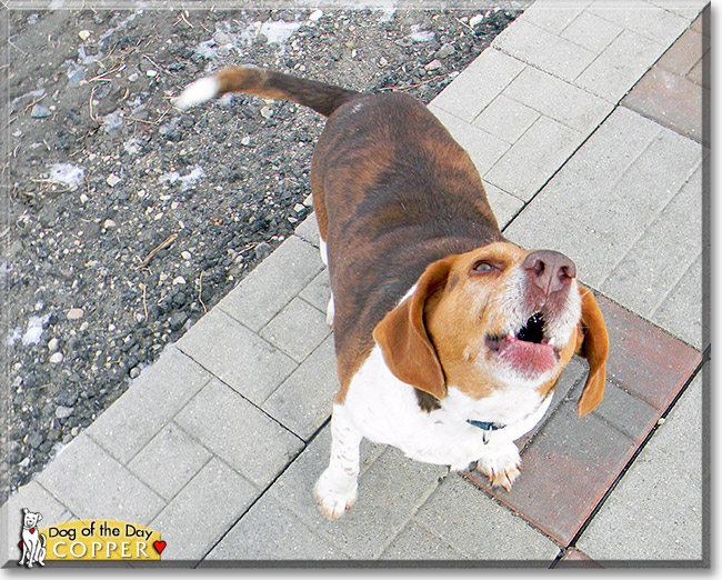 Copper, the Dog of the Day