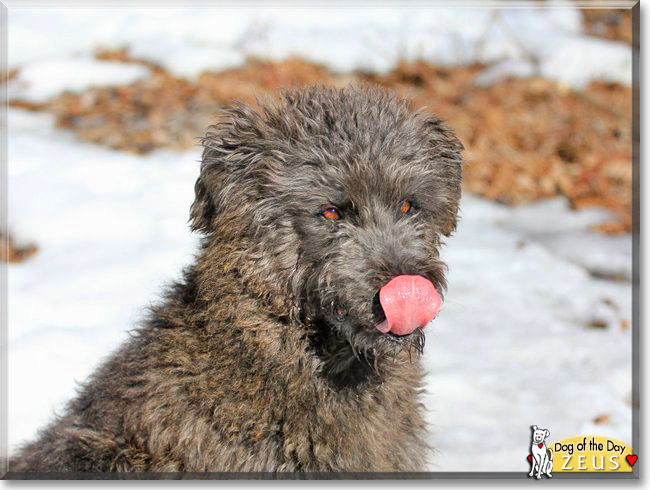 Zeus, the Dog of the Day