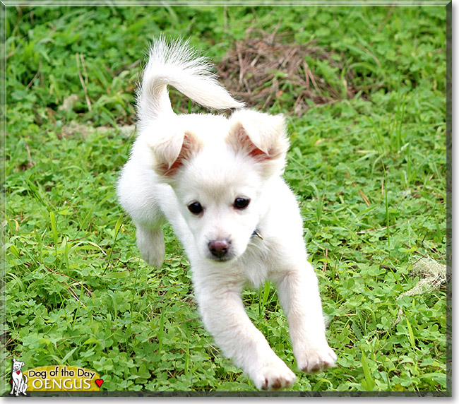 Oengus, the Dog of the Day