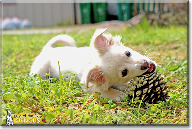 Oengus, the Dog of the Day