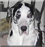 Katie the Great Dane